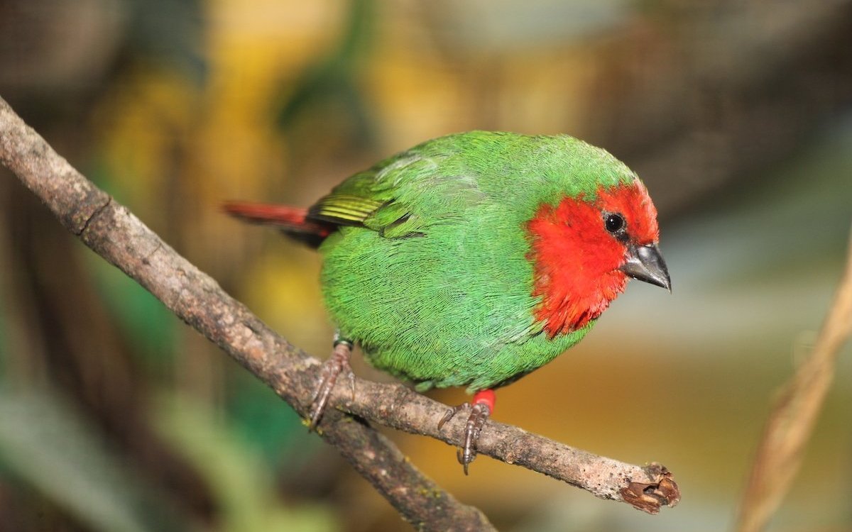 Rotkopf-Papageiamadinen gehören zu den Prachtfinken und haben eine rundliche Postur. 