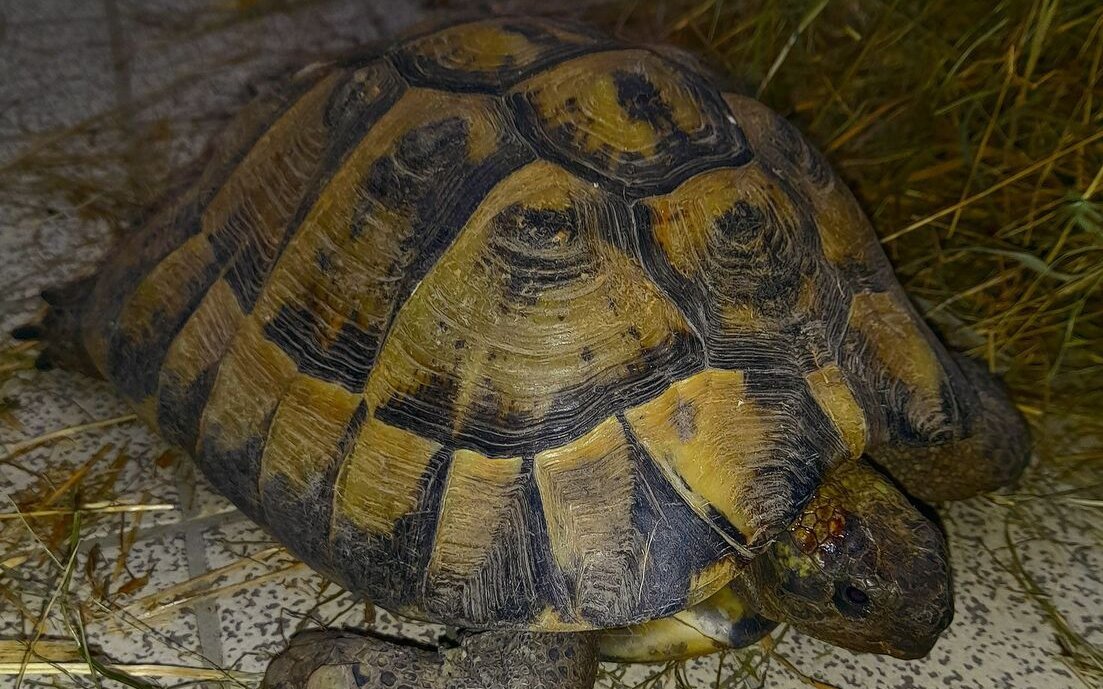 Diese griechische Landschildkröte ist bei weitem nicht das erste Tier, das im Tierpark Lange Erlen gefunden wurde.