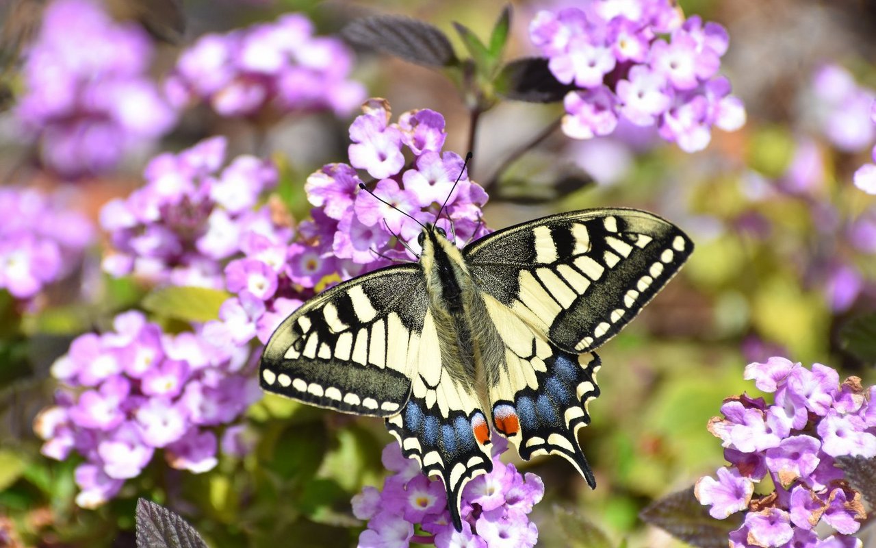 Schmetterlinge sind ein Symbol für Verwandlung. 