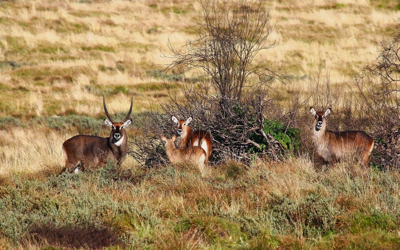 Während einer Safari in Kenia lassen sich unter kundiger Führung auch diese Wasserböcke in ihrem Lebensraum entdecken. 