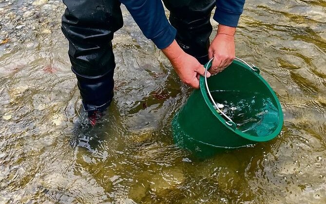 Die entnommenen Fische werden in einem nahegelegenen Fluss freigelassen.