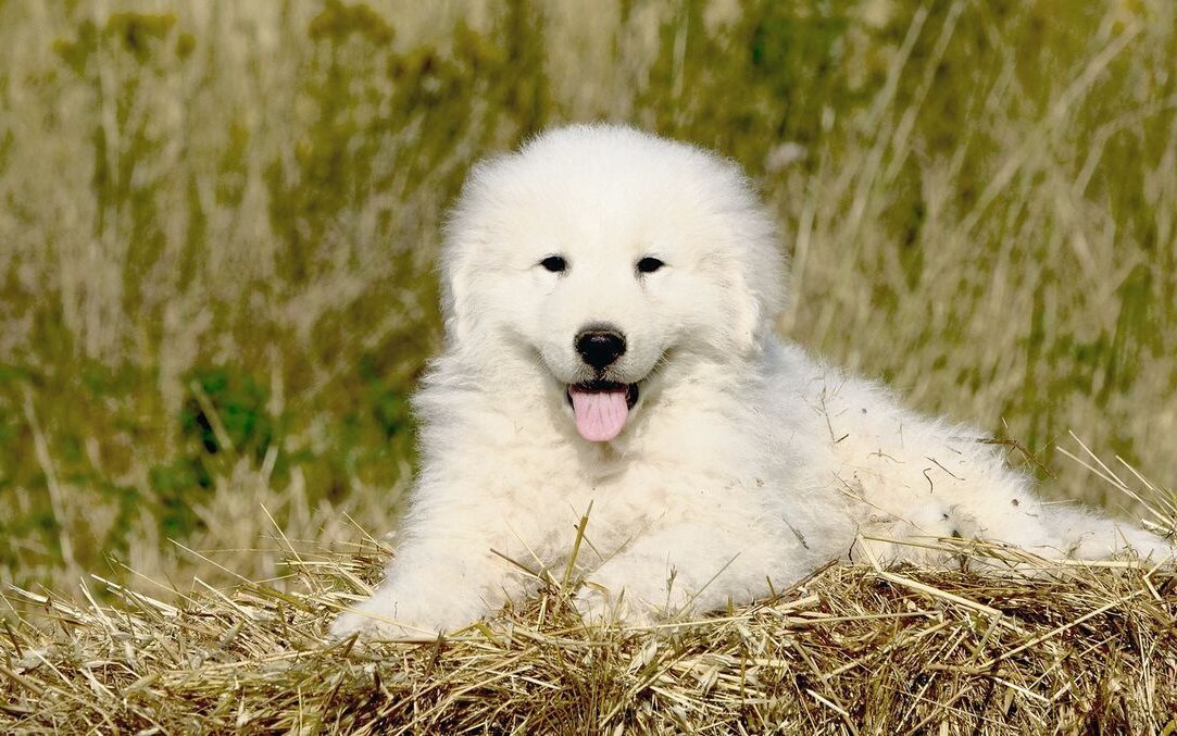 Die Ausbildung beginnt früh und nimmt sehr viel Zeit in Anspruch. 