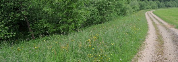 Weg mit Kräutern am Rand