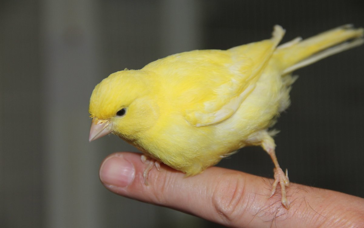 Kanarienvögel sind nicht scheu und fliegen durchaus auf den Finger, wenn man sich mit ihnen beschäftigt und Leckerbissen reicht. 