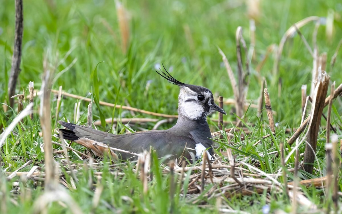 Ein brütender Kiebitz bei Ins (BE) im Grossen Moos. 