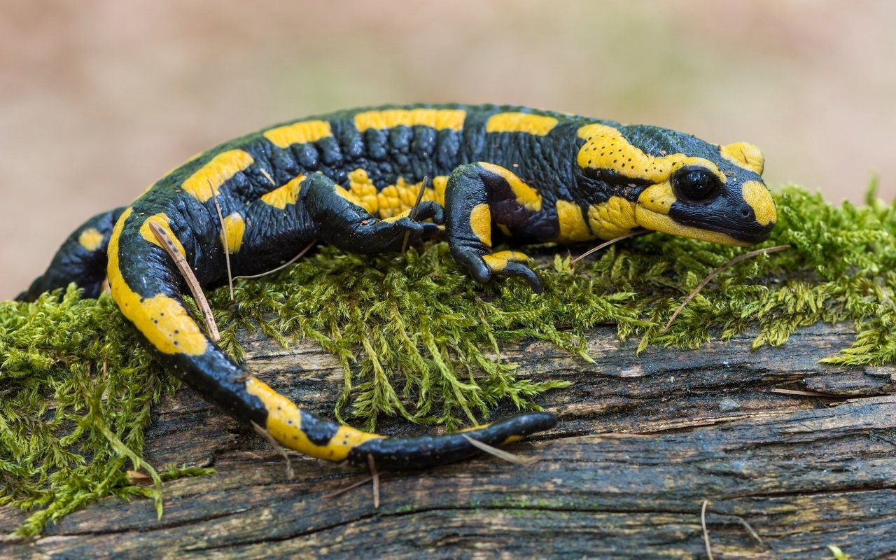 Der Feuersalamander zählt zu den Amphibien, ist aber dennoch mehr ein Landtier.