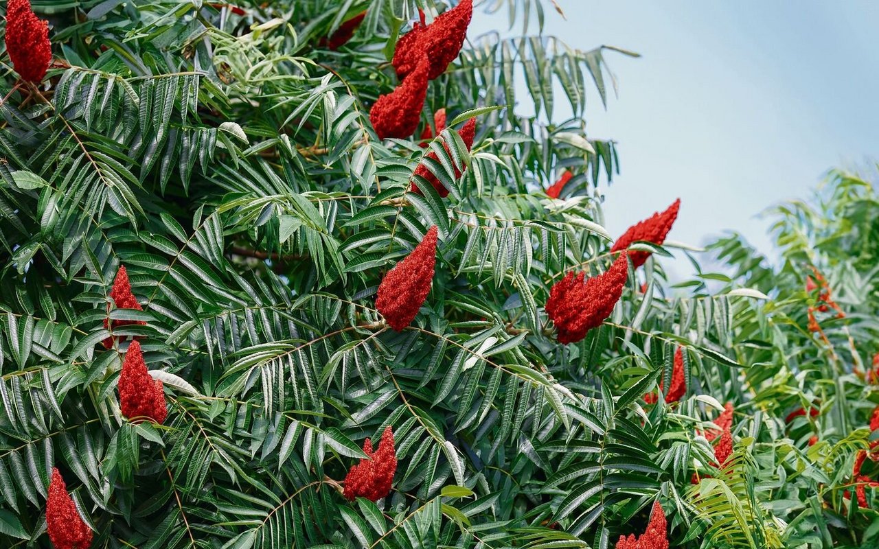 Der Essigbaum stammt ursprünglich aus Nordamerika und setzt sich auch in der Schweiz immer mehr fest. 