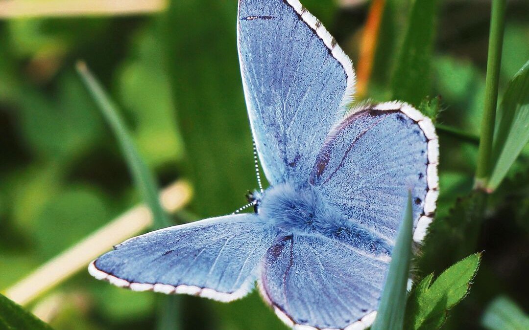 Der Himmelblaue Bläuling (Lysandra bellargus) schillert wie ein Lapislazuli.