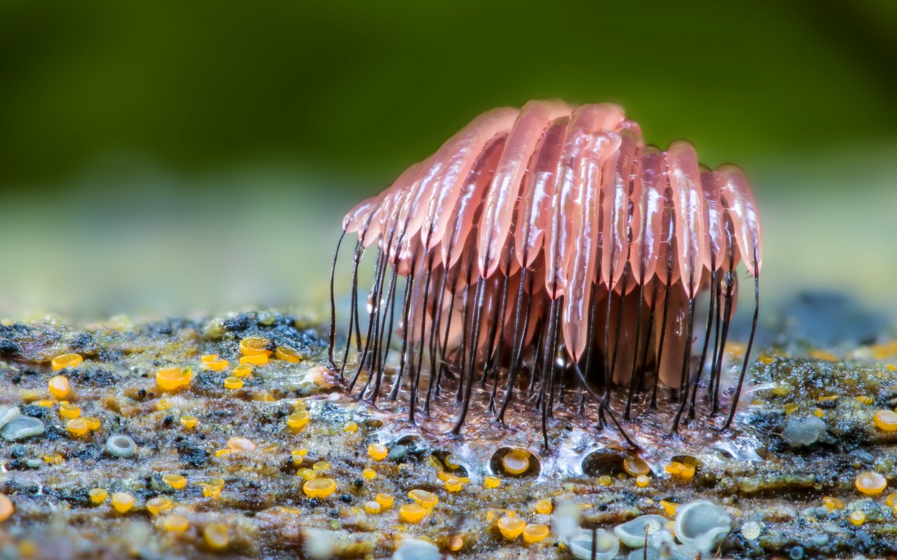 Stemonitis fusca heisst im Deutschen treffend Stelzenschleimpilz.