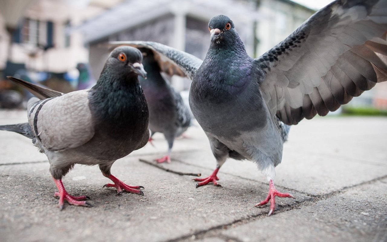 Männliche und weibliche Tauben zu unterscheiden ist für den Laien nicht einfach.
