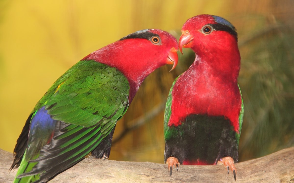 Ein Paar Stella-Papualoris an der Vogelausstellung des Sing- und Ziervogelvereins Sursee (LU). 