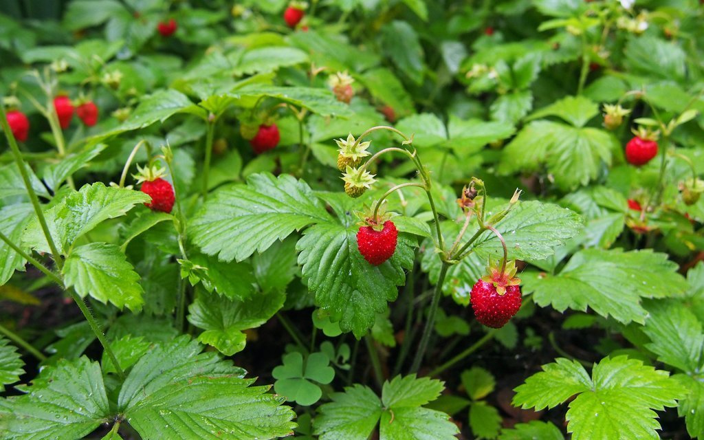 Walderbeeren haben einen intensiven Geschmack. Vor dem Verzehr sollten sie kurz gewaschen werden.
