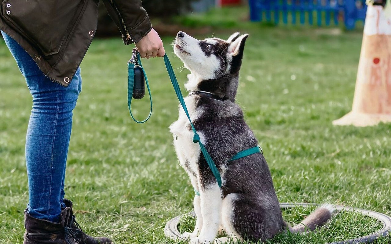 Obwohl Welpen nicht zu unterschätzen sind, seien sie laut Arnold auch für Ersthundehaltende geeignet.