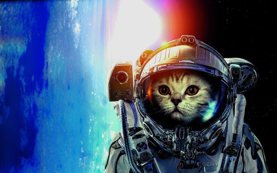 Ganz so sah Félicette zwar nicht aus, ihr Ausflug ins All ist trotzdem legendär.