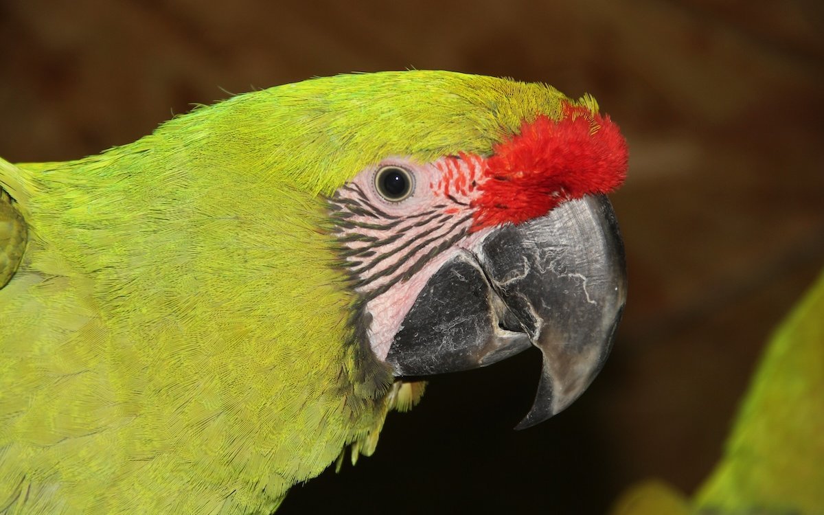 Grosse Soldatenaras zeichnen sich durch ein oliv-grünes Grundgefieder aus und sind sanfte Riesen.
