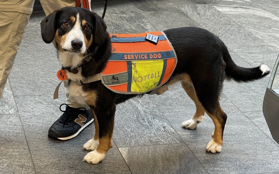 Tara trägt eine Weste, die sie als Assistenzhund auszeichnet.