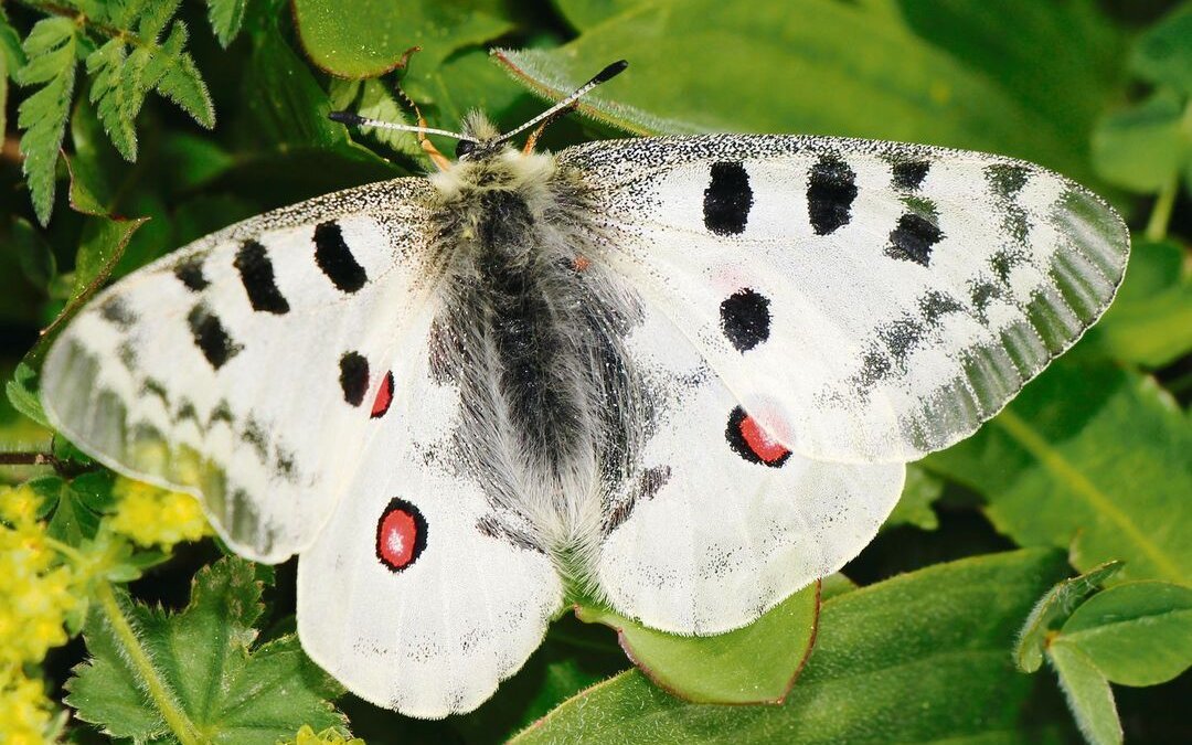 Der Apollofalter ist eine geschützte Art der Alpen.