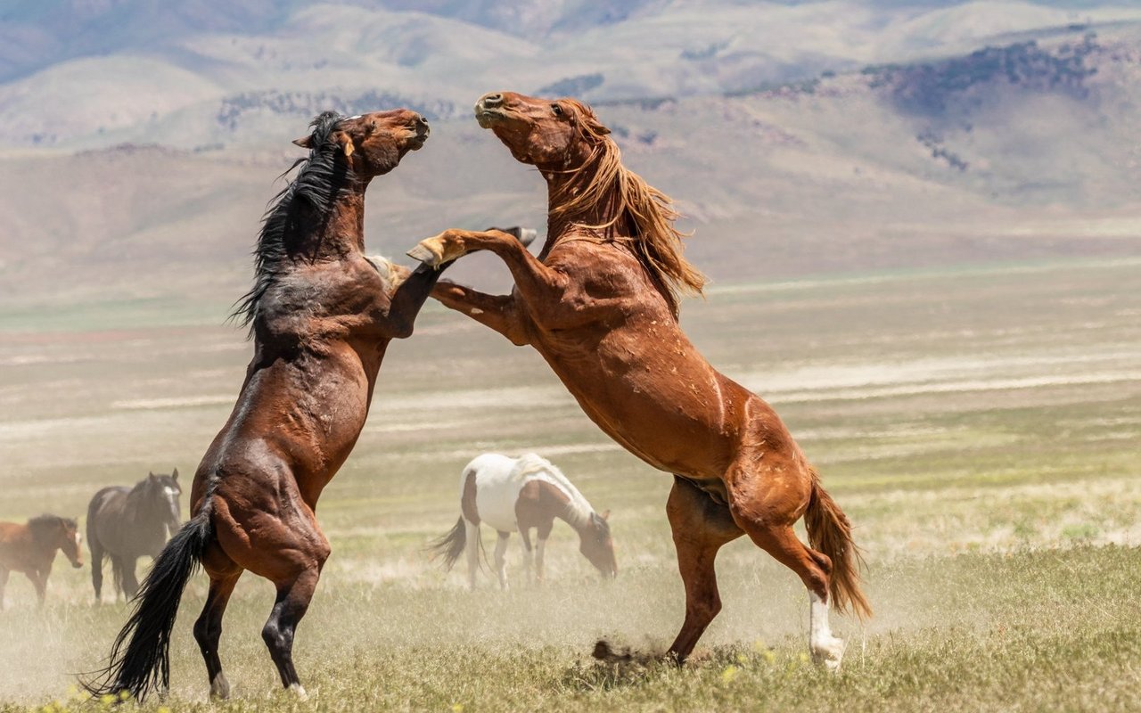 Junge Hengste fordern den Haremsführer heraus.