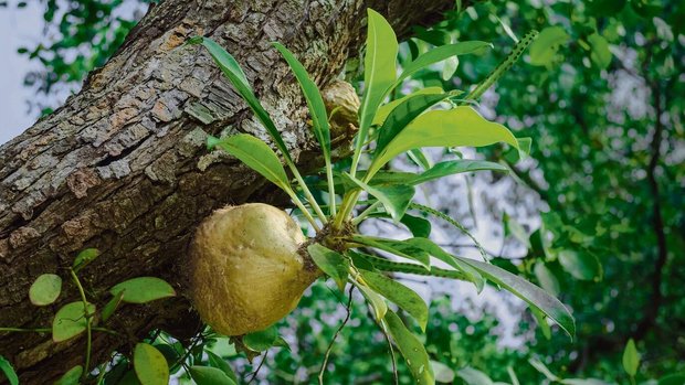 Myrmecodia-Pflanzen wachsen epiphytisch an Baumstämmen und beherbergen Ameisen in ihren Knollen.