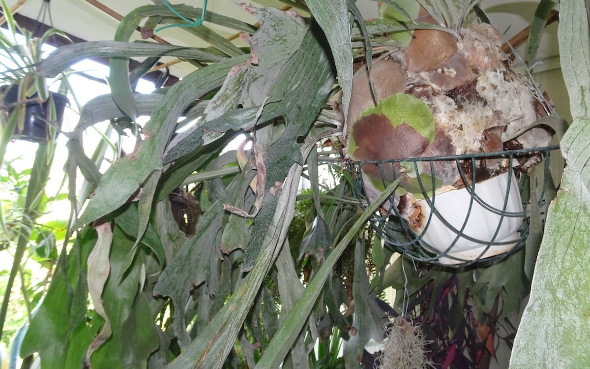 In der warmen Jahreszeit sollten Geweihfarne täglich besprüht werden. Der Knollen sollte nach der Winterpause in einem Wasserbad während Stunden getränkt werden.