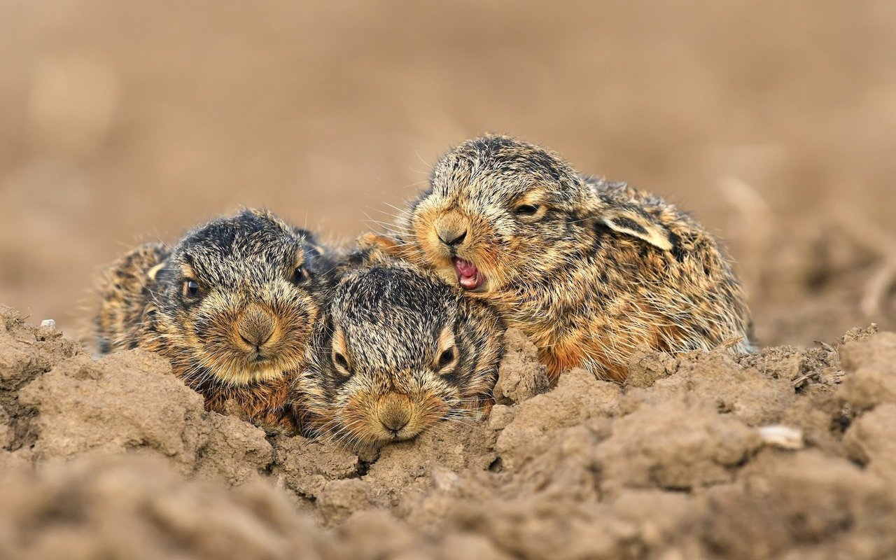 Junge Feldhasen sind auf sich allein gestellt und verlassen sich auf ihre Tarnung und ihren kaum vorhandenen Eigengeruch. Nähern sich Feinde, ducken sie sich und rennen nicht davon. 