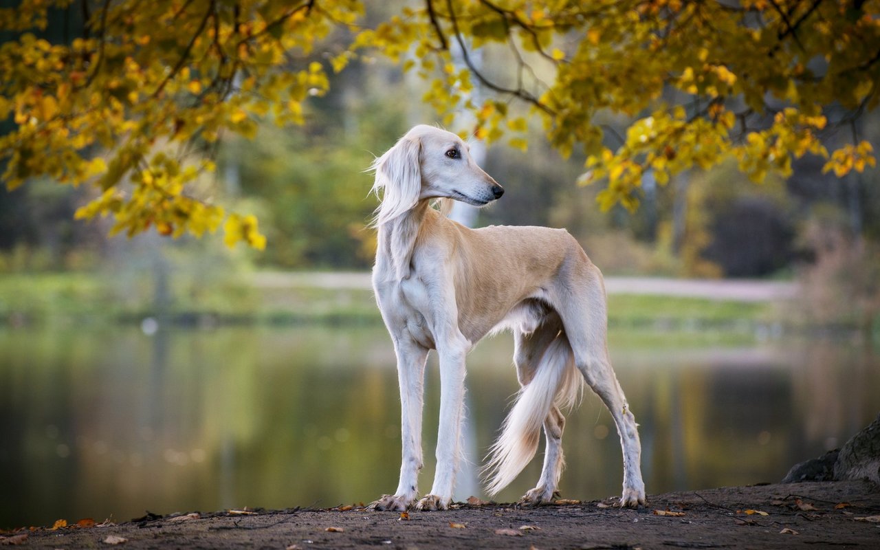 Der Saluki ist ein schlanker, eleganter Windhund mit langen, geschmeidigen Beinen, einem tiefen Brustkorb und typischerweise befederten Ohren und Schwanz, die seine anmutige Erscheinung unterstreichen.