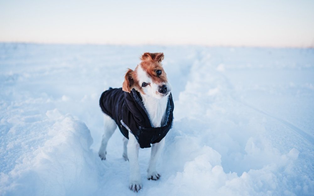 Frische Bergluft und viel Bewegung: Winterwanderungen tun Hunden und Menschen gut. 
