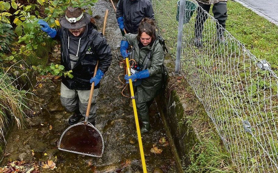 Ausgerüstet mit Kescher, Eimer sowie dem Elektrofischgerät gehen die Fischer jeden Meter des Mühlebachs ab.