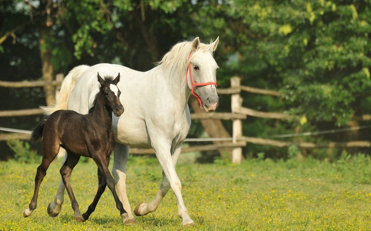 Lipizzaner sind intelligente, feinfühlige und lernfreudige Pferde.
